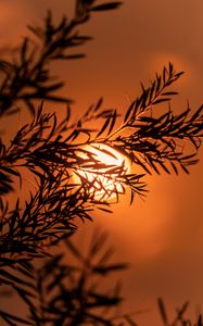 Preview wallpaper branch, sun, sunset, macro, dusk