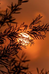 Preview wallpaper branch, sun, sunset, macro, dusk