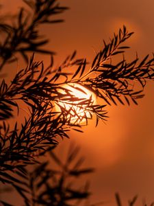 Preview wallpaper branch, sun, sunset, macro, dusk