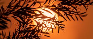 Preview wallpaper branch, sun, sunset, macro, dusk