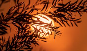 Preview wallpaper branch, sun, sunset, macro, dusk
