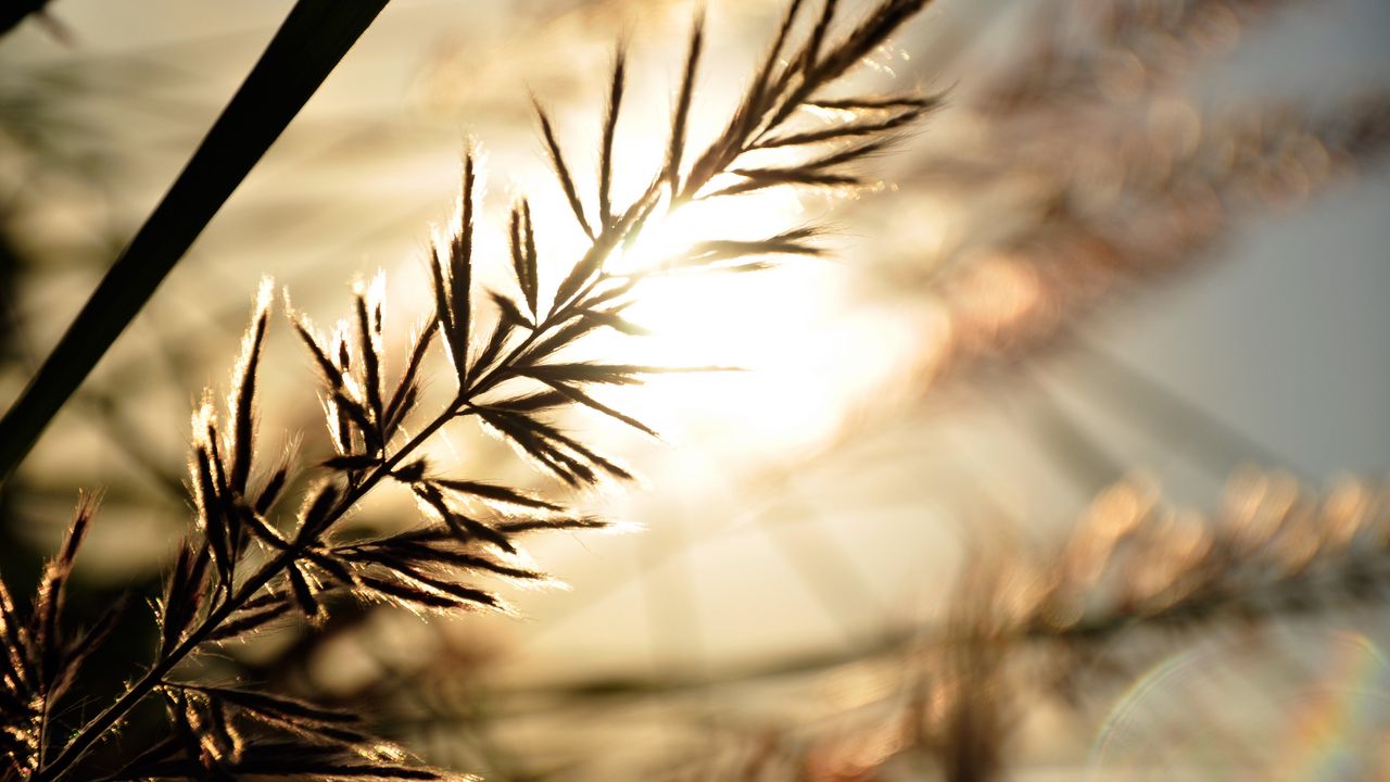 Wallpaper branch, sunbeam, glare