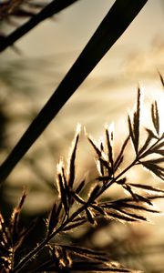Preview wallpaper branch, sunbeam, glare