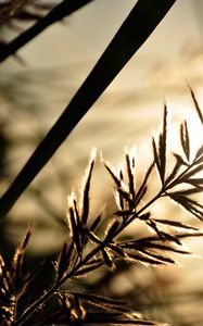 Preview wallpaper branch, sunbeam, glare