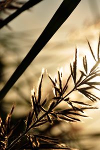 Preview wallpaper branch, sunbeam, glare