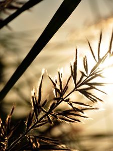 Preview wallpaper branch, sunbeam, glare