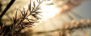 Preview wallpaper branch, sunbeam, glare