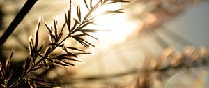 Preview wallpaper branch, sunbeam, glare