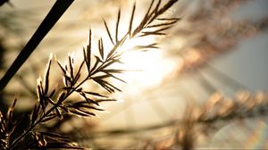 Preview wallpaper branch, sunbeam, glare