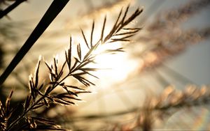 Preview wallpaper branch, sunbeam, glare