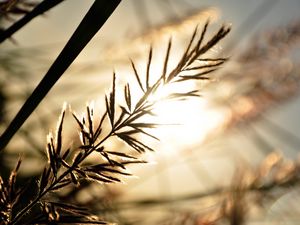 Preview wallpaper branch, sunbeam, glare