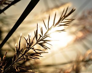 Preview wallpaper branch, sunbeam, glare