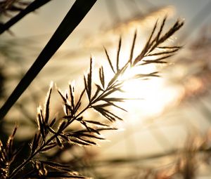 Preview wallpaper branch, sunbeam, glare