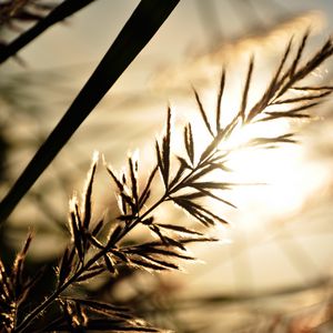 Preview wallpaper branch, sunbeam, glare