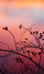 Preview wallpaper branch, sunset, shadows, silhouette