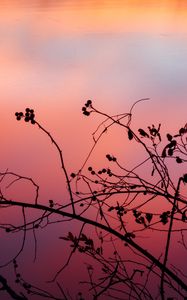 Preview wallpaper branch, sunset, shadows, silhouette
