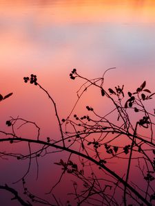 Preview wallpaper branch, sunset, shadows, silhouette