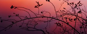 Preview wallpaper branch, sunset, shadows, silhouette
