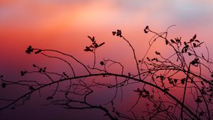 Preview wallpaper branch, sunset, shadows, silhouette