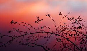 Preview wallpaper branch, sunset, shadows, silhouette