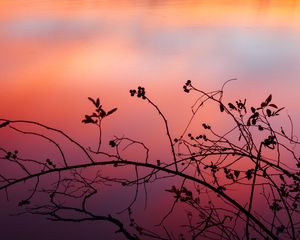 Preview wallpaper branch, sunset, shadows, silhouette