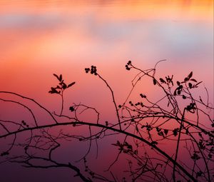 Preview wallpaper branch, sunset, shadows, silhouette