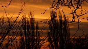 Preview wallpaper branch, sunset, silhouette, sky