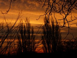 Preview wallpaper branch, sunset, silhouette, sky