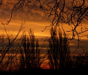 Preview wallpaper branch, sunset, silhouette, sky