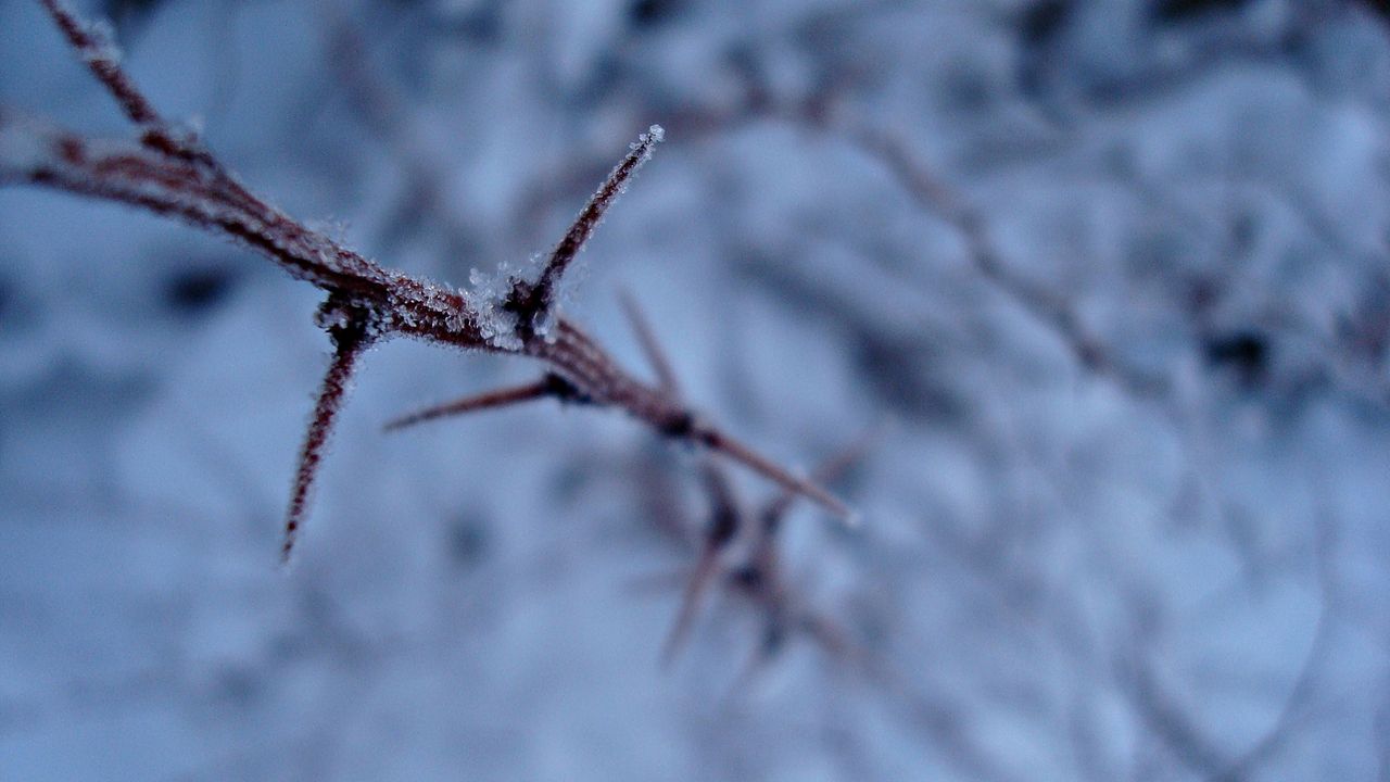 Wallpaper branch, thorns, frost