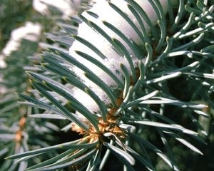 Preview wallpaper branch, thorns, needles, spruce, snow