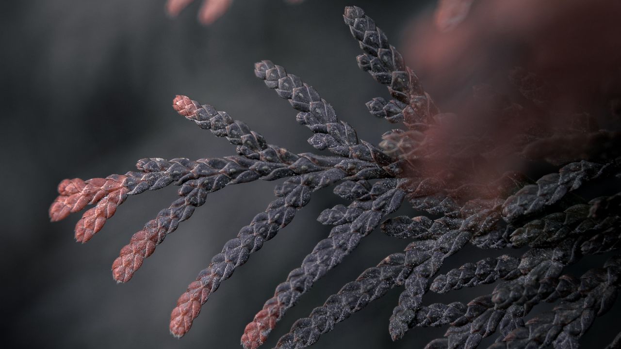 Wallpaper branch, thuja, conifer, plant, macro