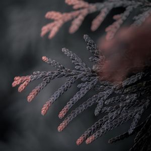 Preview wallpaper branch, thuja, conifer, plant, macro