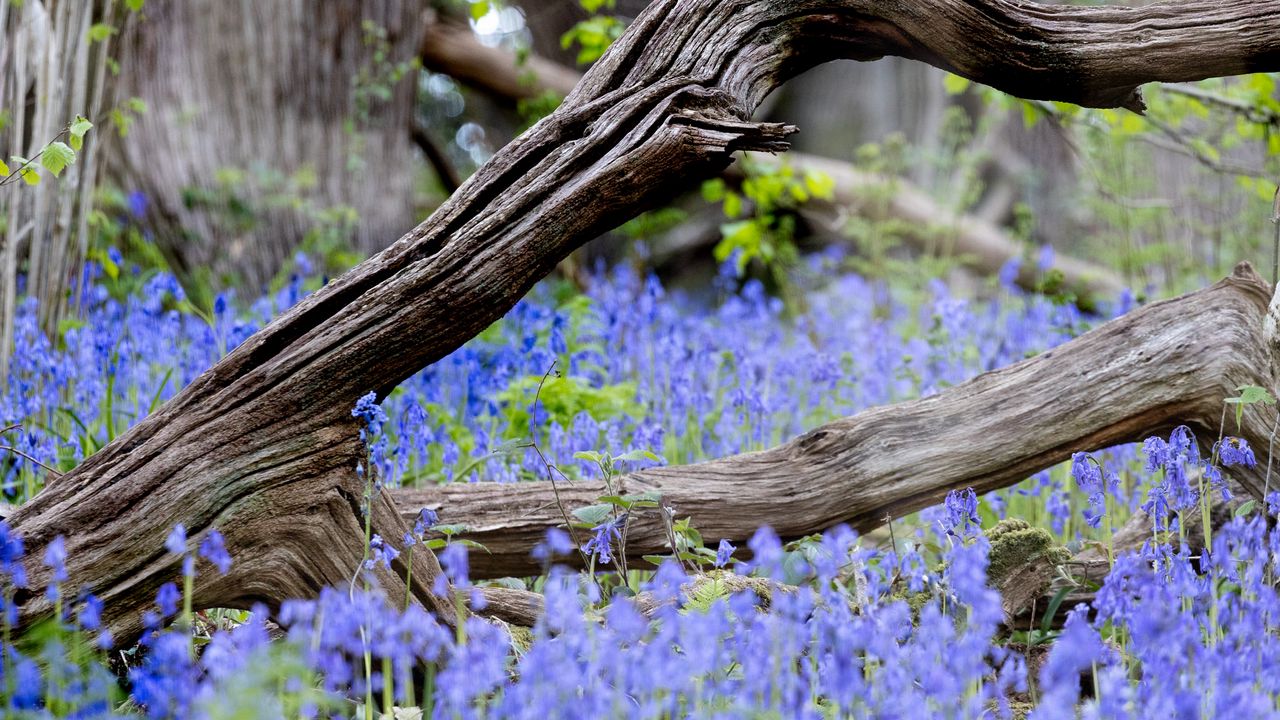 Wallpaper branch, tree, dry, flowers, nature