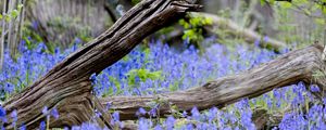 Preview wallpaper branch, tree, dry, flowers, nature