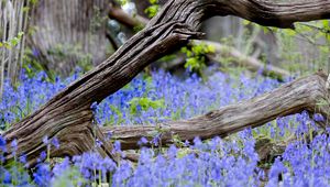 Preview wallpaper branch, tree, dry, flowers, nature