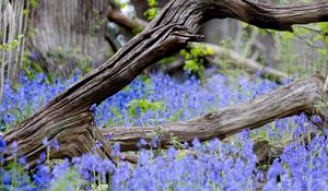 Preview wallpaper branch, tree, dry, flowers, nature