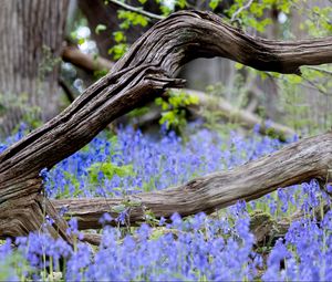 Preview wallpaper branch, tree, dry, flowers, nature