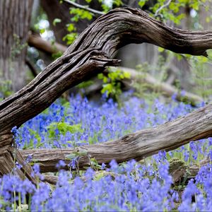 Preview wallpaper branch, tree, dry, flowers, nature