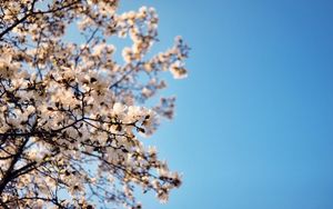 Preview wallpaper branch, tree, flower, sky, blue