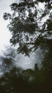 Preview wallpaper branch, tree, fog, leaves