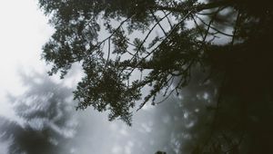 Preview wallpaper branch, tree, fog, leaves