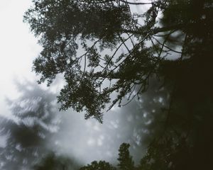 Preview wallpaper branch, tree, fog, leaves