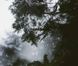 Preview wallpaper branch, tree, fog, leaves