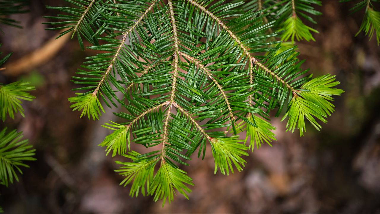 Wallpaper branch, tree, needles, green, macro