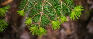 Preview wallpaper branch, tree, needles, green, macro