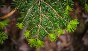 Preview wallpaper branch, tree, needles, green, macro