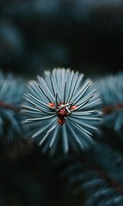 Preview wallpaper branch, tree, needles, macro, evergreen