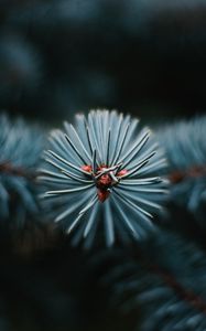 Preview wallpaper branch, tree, needles, macro, evergreen