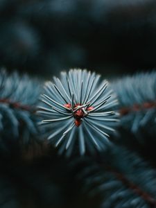 Preview wallpaper branch, tree, needles, macro, evergreen